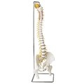 Denoyer-Geppert Anatomical Model, Prem Flex Spine w/Hern Dsc w/Femur Heads 7 Stand SP65